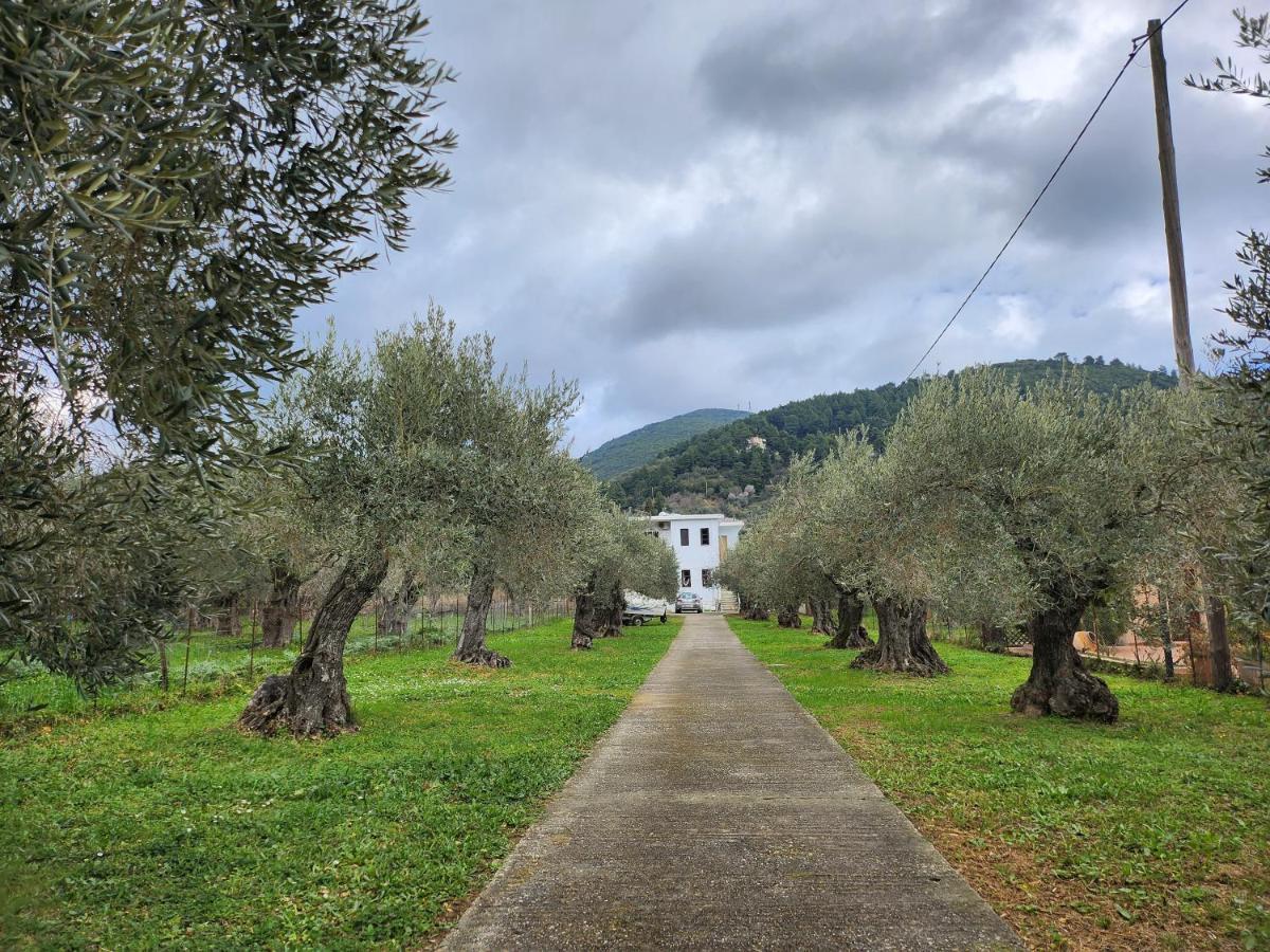 Skopelos Evergreen Apartments Στάφυλος Εξωτερικό φωτογραφία